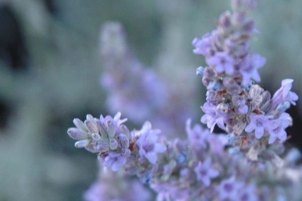 Lavender
