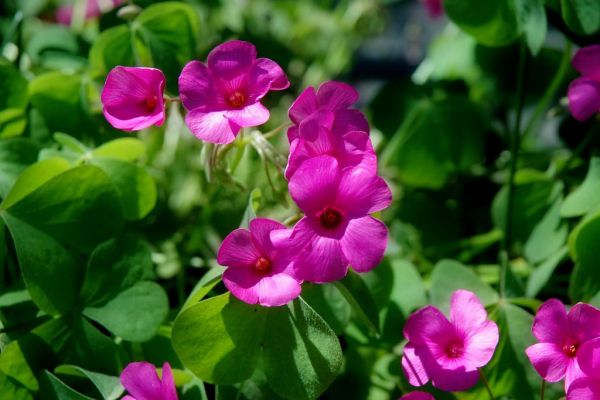 Purple Flowers
