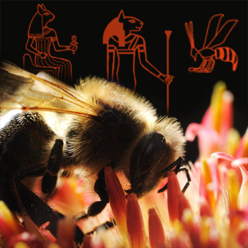 Ancientbee